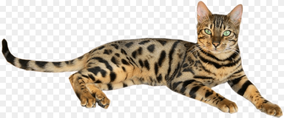 Brown Spotted Tabby Bengal Cat 2 Chat De Race Tigr, Animal, Mammal, Pet, Egyptian Cat Png
