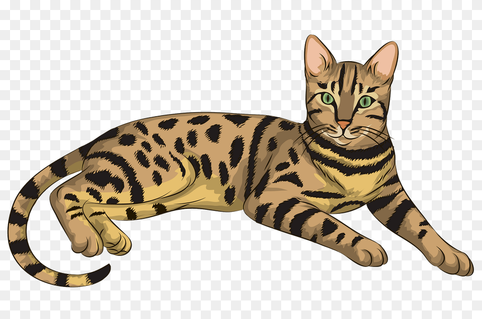 Brown Spotted Tabby Bengal Cat Clipart, Animal, Mammal, Ocelot, Wildlife Free Transparent Png