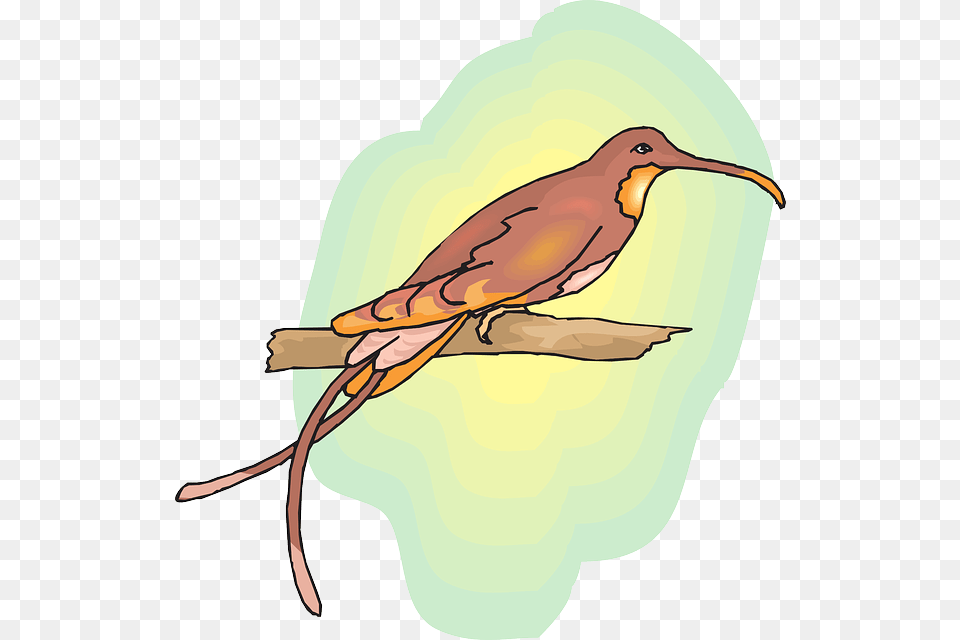Brown Sun Sky Bird Branch Wings Hummingbird Colourful Birds On Branches Images, Animal, Beak Free Transparent Png