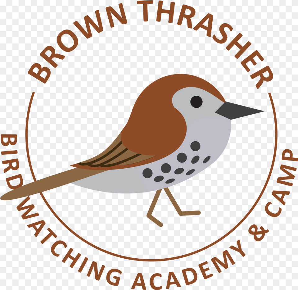 Brown Thrasher Bird Watching Academy Pdam Kendal, Animal, Beak, Finch, Smoke Pipe Png