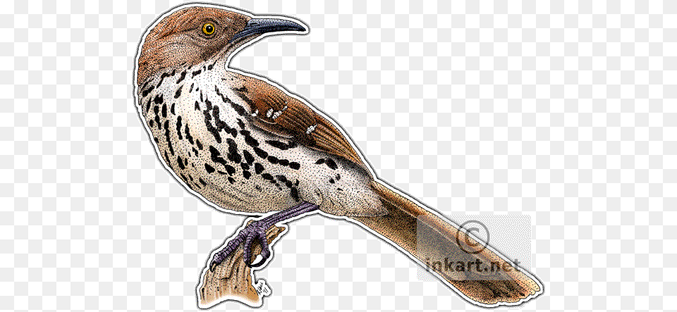 Brown Thrasher Decal Thrasher Brown Illustration, Animal, Anthus, Beak, Bird Png Image