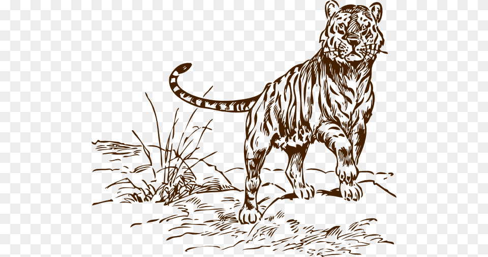 Brown Tiger Cliparts Bengal Tiger Clip Art Black And White, Animal, Mammal, Lion, Wildlife Png Image