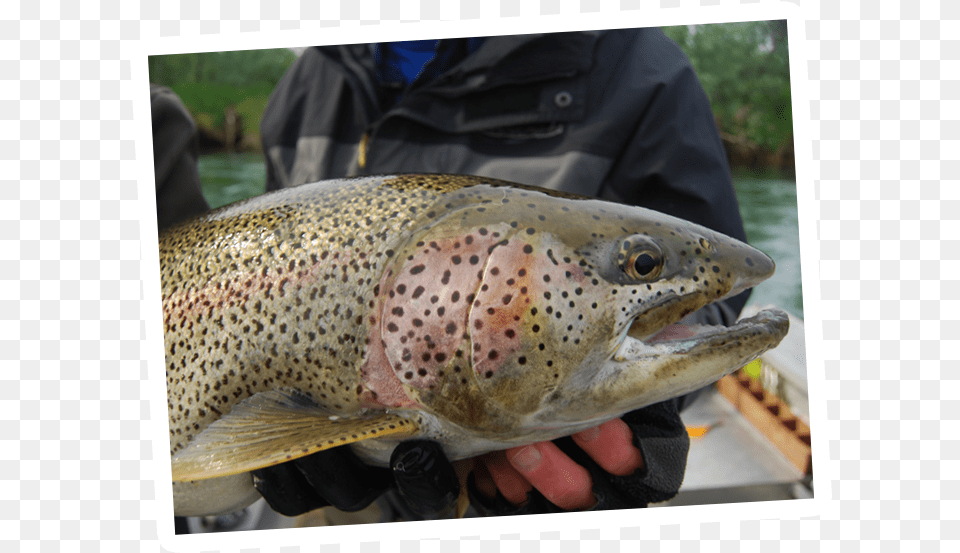 Brown Trout, Animal, Fish, Sea Life Png