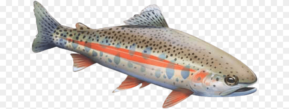 Brown Trout, Animal, Fish, Sea Life Png Image