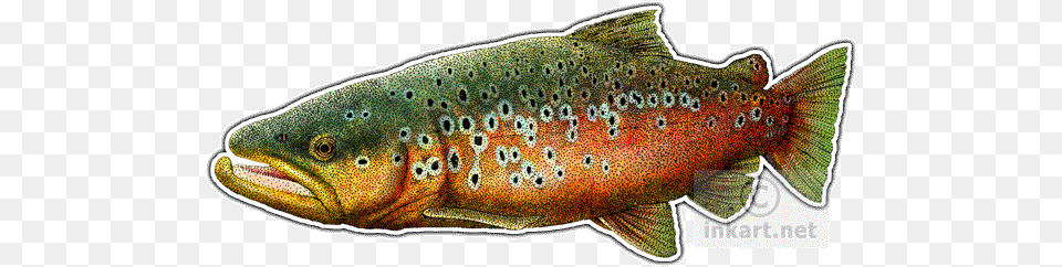 Brown Trout Brown Trout Mousepad, Animal, Fish, Sea Life Free Png Download