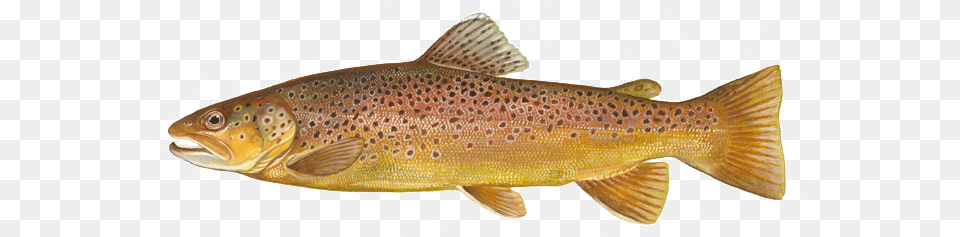 Brown Trout Brown Trout, Animal, Fish, Sea Life, Cod Free Png