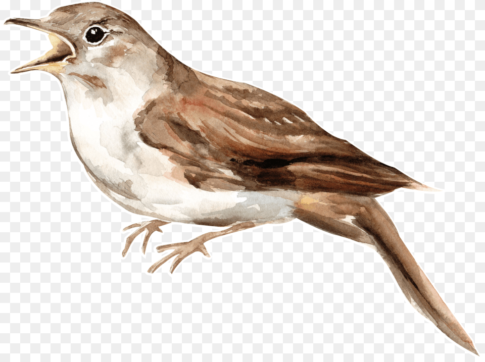 Brown Watercolor Bird Animal, Anthus, Finch, Sparrow Free Transparent Png