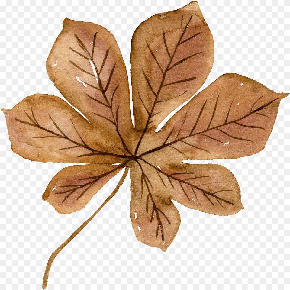 Brown Watercolor Leaf Aesthetic Fall Leave Stickers, Plant, Tree, Maple Leaf Png