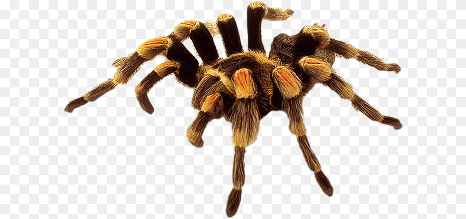 Brown Yellow Spider, Animal, Invertebrate, Insect, Tarantula Free Transparent Png