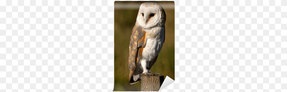 Browntrout Publishers Owls 2018 Slim Calendar, Animal, Bird, Owl, Beak Png Image