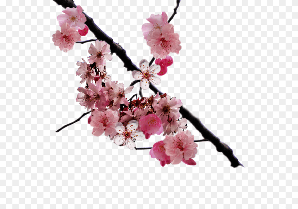 Browse And Download Cherry Blossom Pictures, Flower, Plant, Cherry Blossom, Petal Free Transparent Png