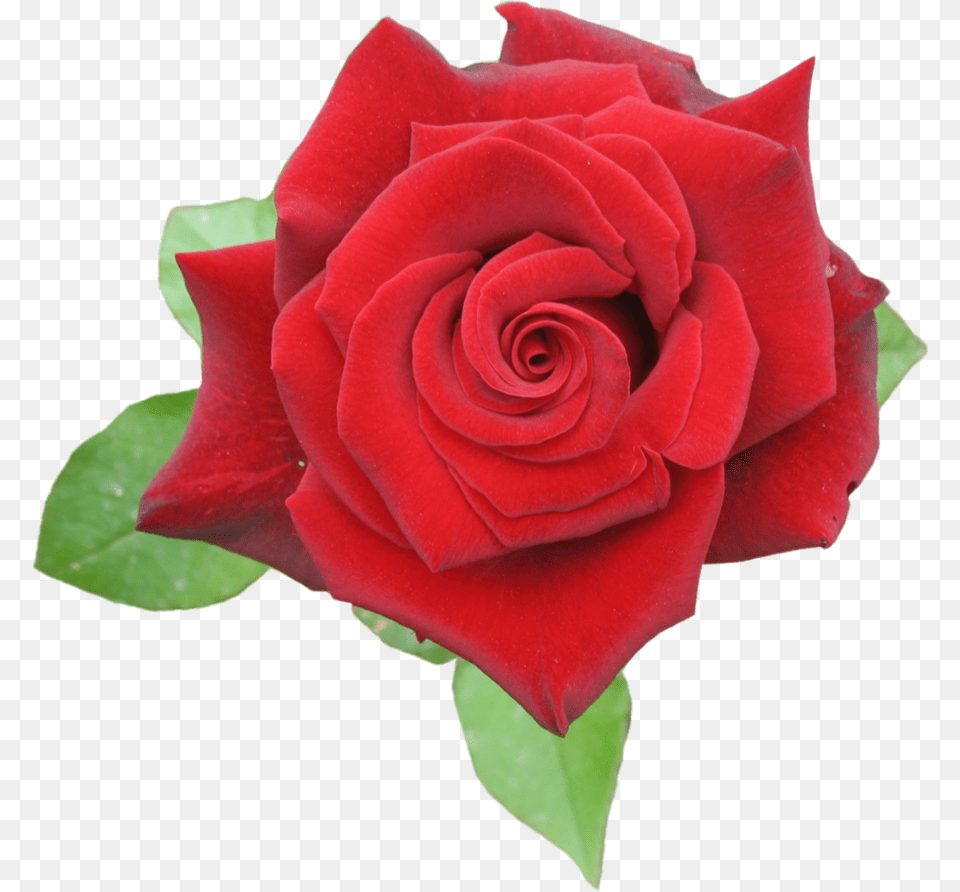 Browse And Download Rose Pictures Rose Red, Flower, Plant Png Image