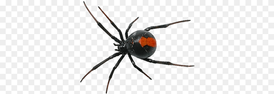 Browse Newest Spider, Animal, Invertebrate, Insect, Black Widow Png