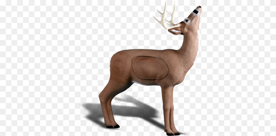 Browsing Buck Rinehart Targets Rinehart Deer With Apple 3 D Foam, Animal, Mammal, Wildlife, Livestock Free Transparent Png