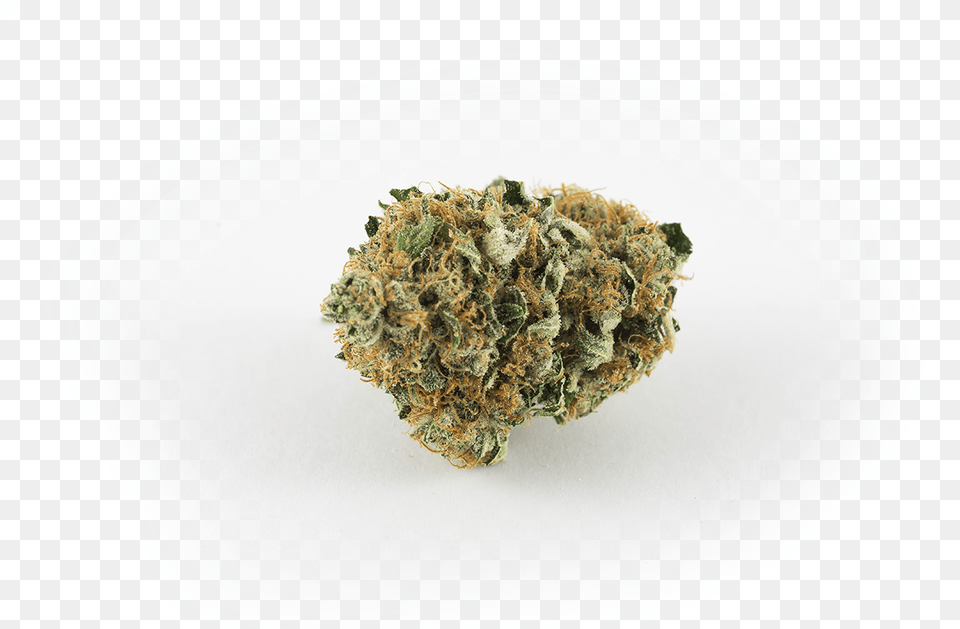 Bruce Banner Hybrid, Plant, Weed, Plate Free Png Download