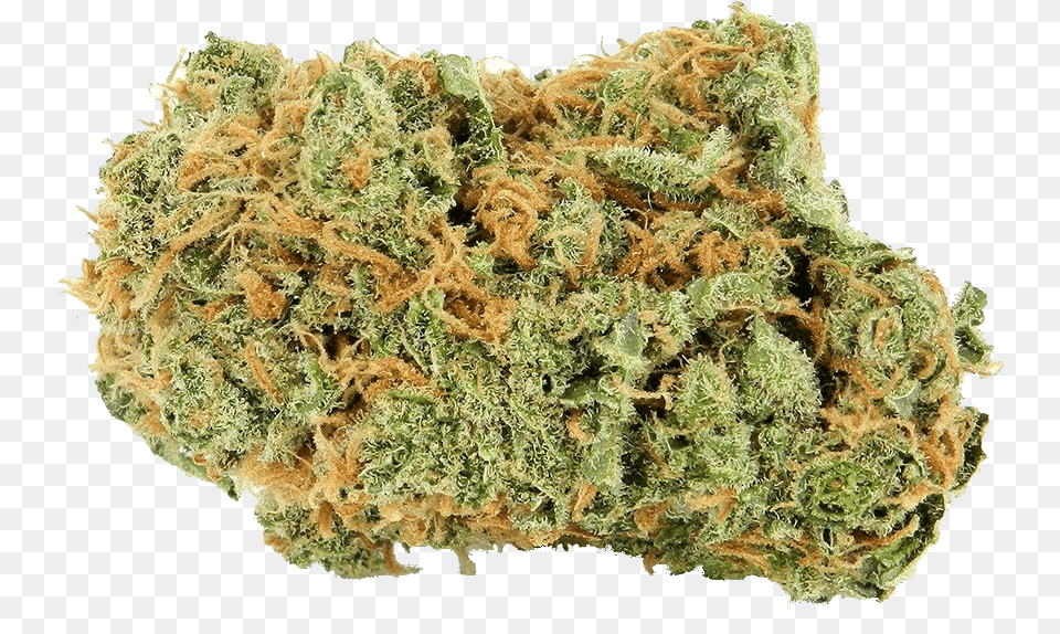 Bruce Banner Marijuana, Plant, Weed, Grass Free Transparent Png