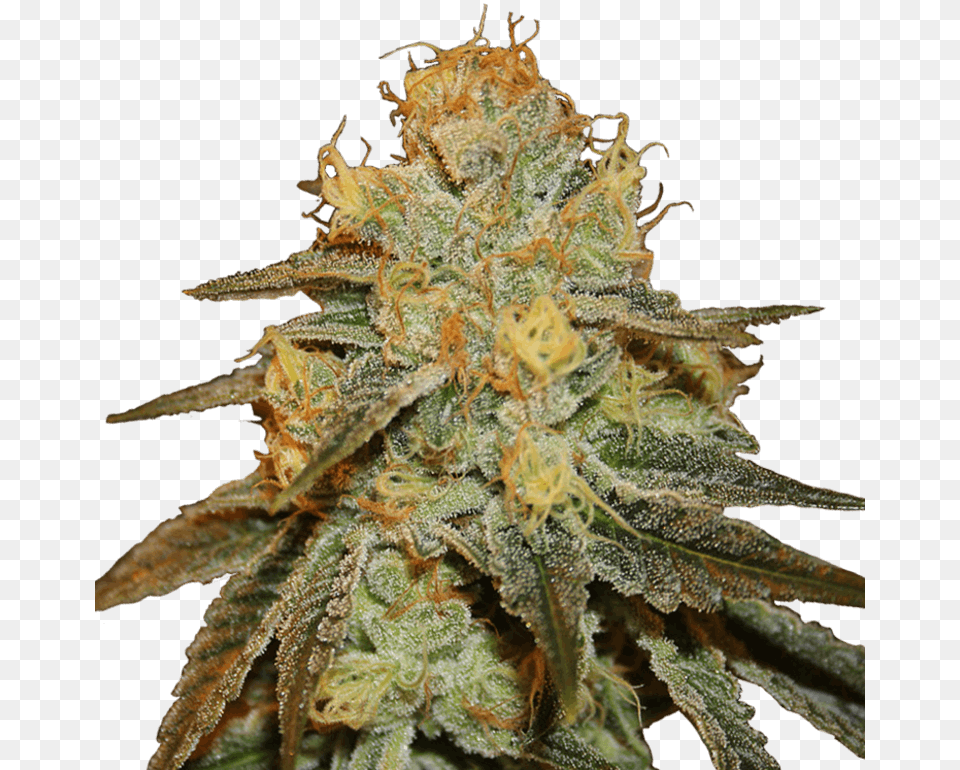 Bruce Banner Marijuana Plant, Weed, Bud, Flower, Sprout Free Png Download