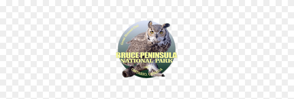 Bruce Peninsula National Park Owl Sticker, Animal, Bird, Beak Free Png