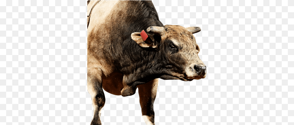 Bruiser Sweet Pros Bruiser Bull, Animal, Mammal, Cattle, Cow Png Image