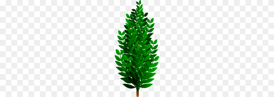 Brush Conifer, Green, Leaf, Plant Png