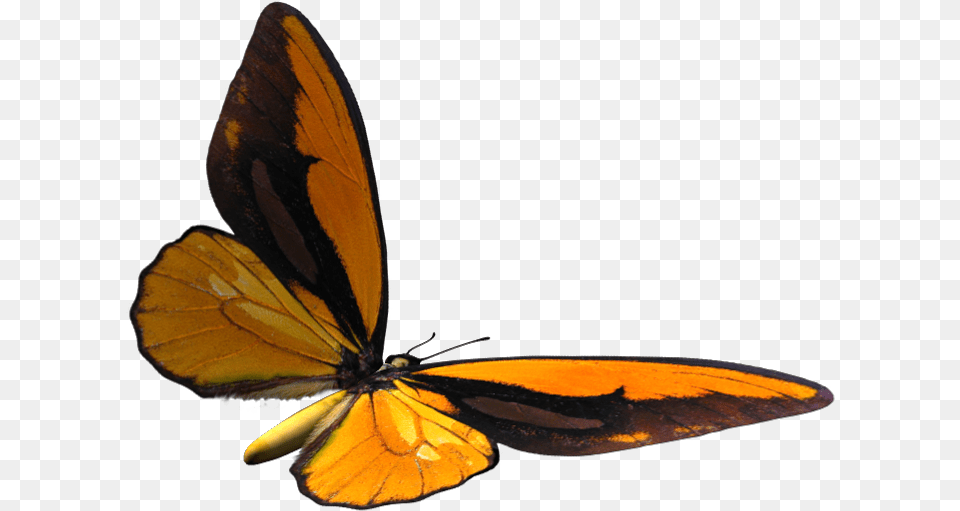 Brush Footed Butterfly, Animal, Insect, Invertebrate Free Png Download