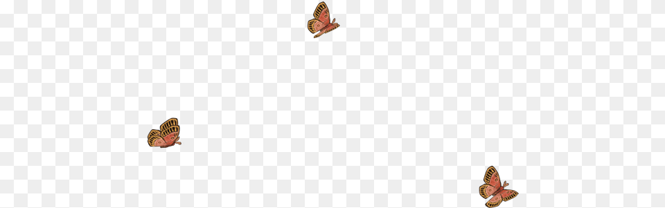 Brush Footed Butterfly, Animal, Bird, Flying, Insect Png Image