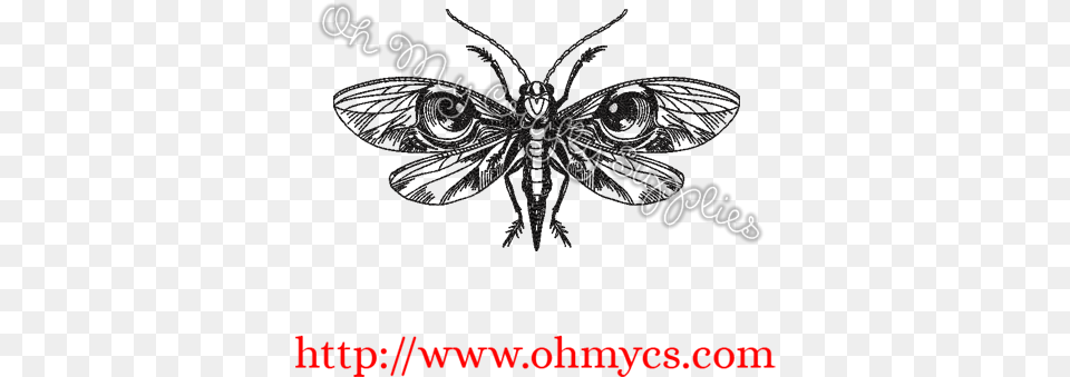 Brush Footed Butterfly, Animal, Bee, Insect, Invertebrate Free Transparent Png