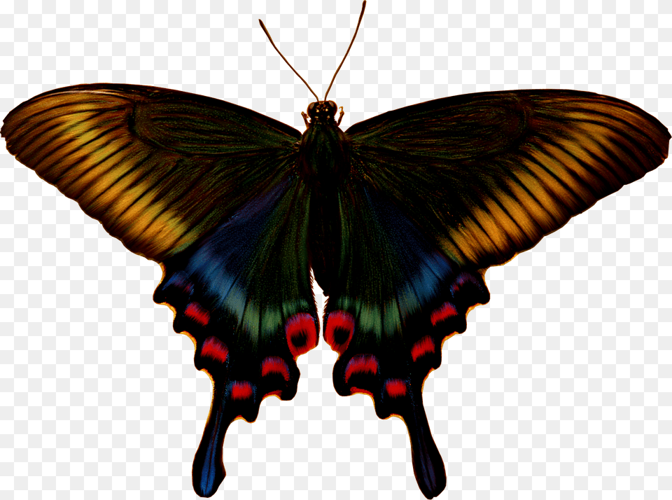 Brush Footed Butterfly, Animal, Insect, Invertebrate, Moth Free Transparent Png