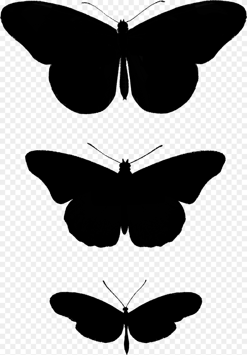 Brush Footed Butterfly, Black Free Png
