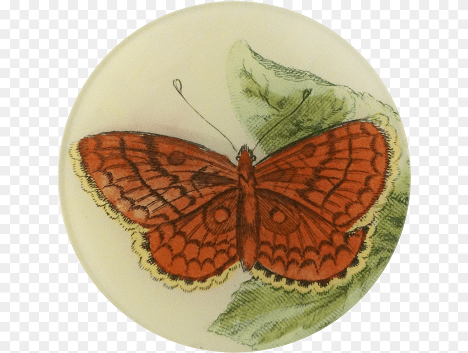 Brush Footed Butterfly, Art, Porcelain, Pottery, Animal Png Image