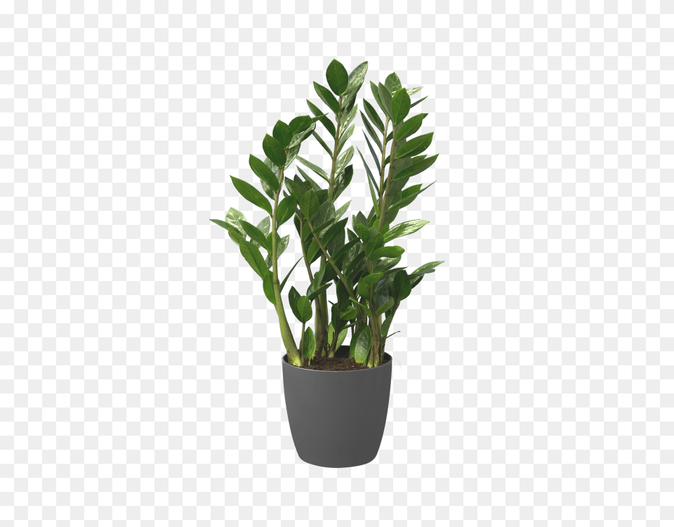 Brussels Round, Leaf, Plant, Potted Plant, Tree Free Png