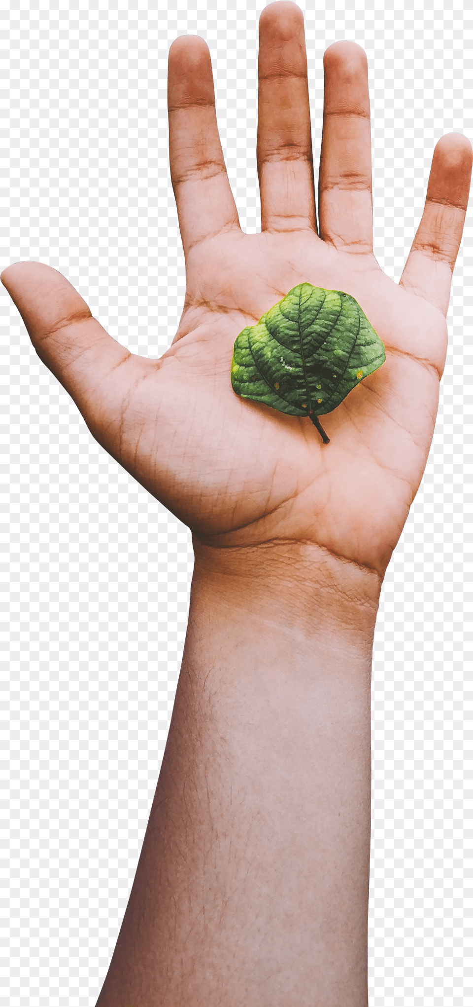 Brussels Sprout, Body Part, Finger, Hand, Leaf Png Image