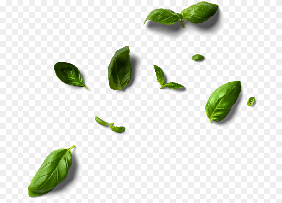 Brussels Sprout, Herbal, Herbs, Leaf, Plant Free Transparent Png