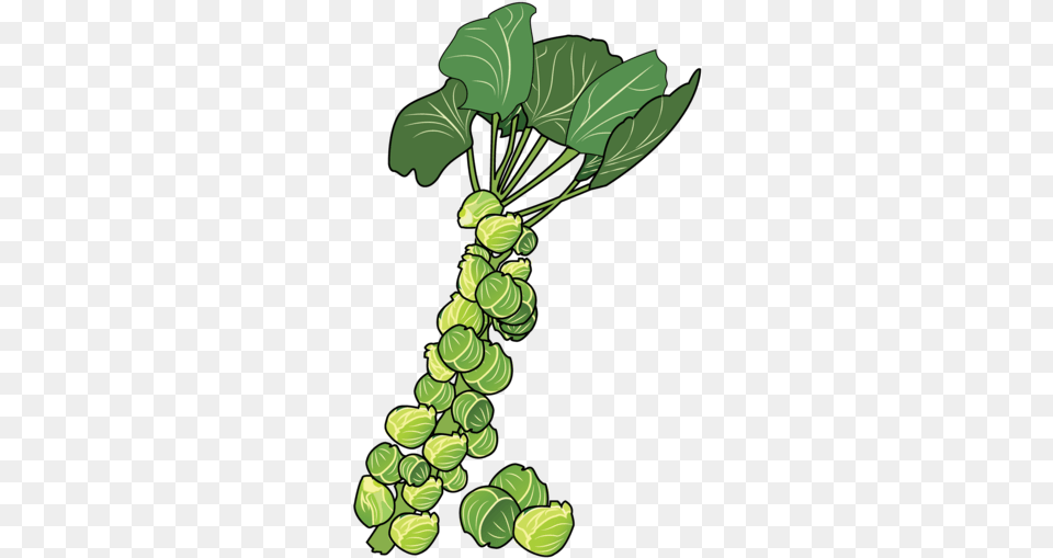 Brussels Sprouts Clipart, Food, Produce, Brussel Sprouts, Plant Free Png