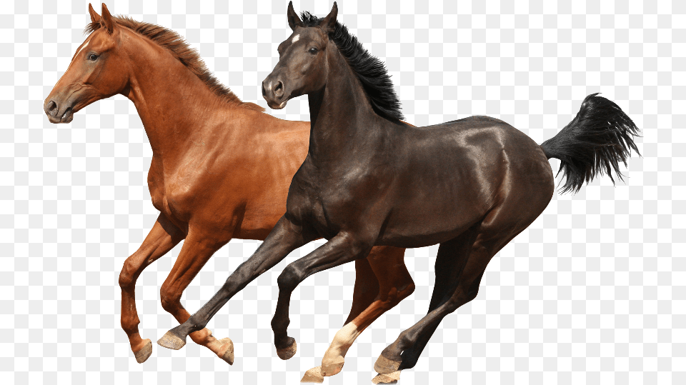 Brwon And Black Two Horses Psd Images Runing Plantillas De Powerpoint Caballos, Animal, Mammal, Colt Horse, Horse Png