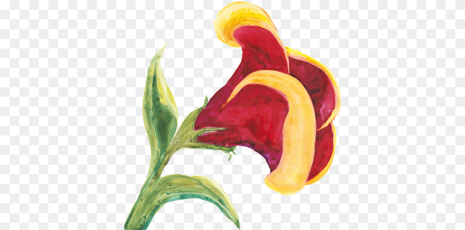 Bryant Raises Her Paint Brush To Set A Beautiful Scene Anthurium, Banana, Flower, Food, Fruit Free Transparent Png