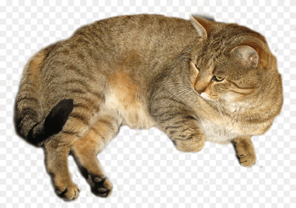 Bryson Tiller Cat Cutout, Abyssinian, Animal, Mammal, Pet Png Image