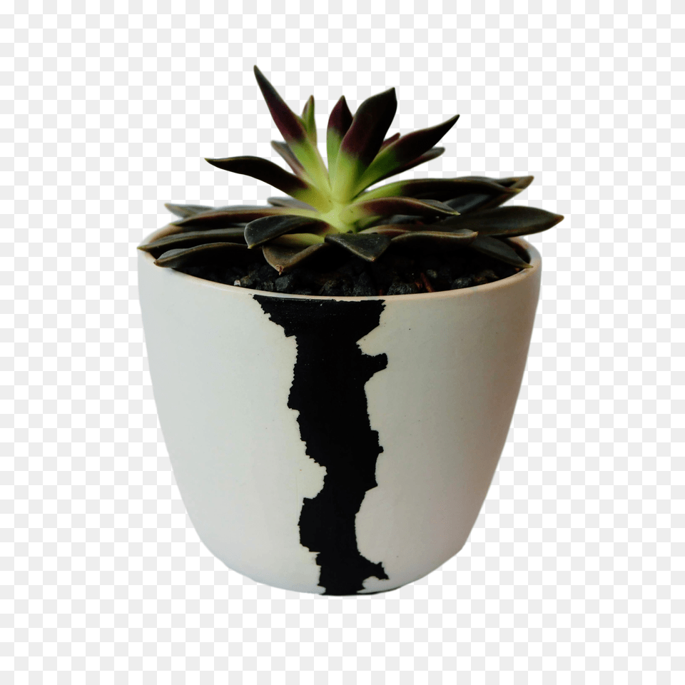 Btw Ceramics Medium White Crater Planter With Plant Hshinteriors, Jar, Potted Plant, Pottery, Vase Free Png