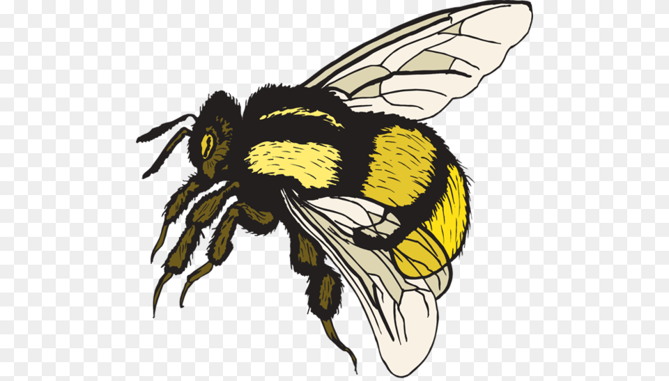 Bubble Bee Cliparts, Animal, Apidae, Bumblebee, Invertebrate Free Transparent Png