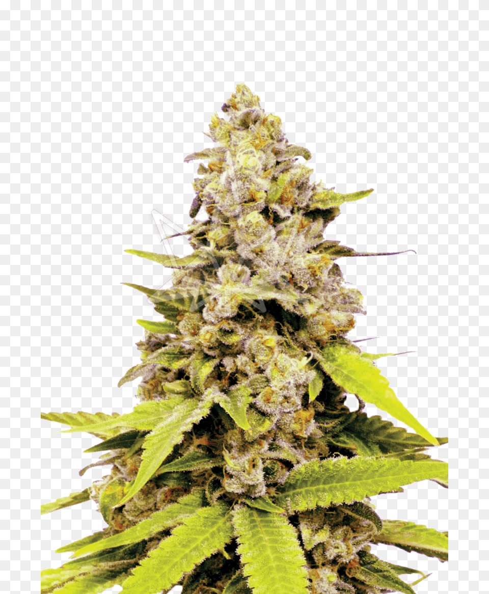 Bubble Gum Feminized Seeds, Plant, Hemp, Weed, Leaf Png Image