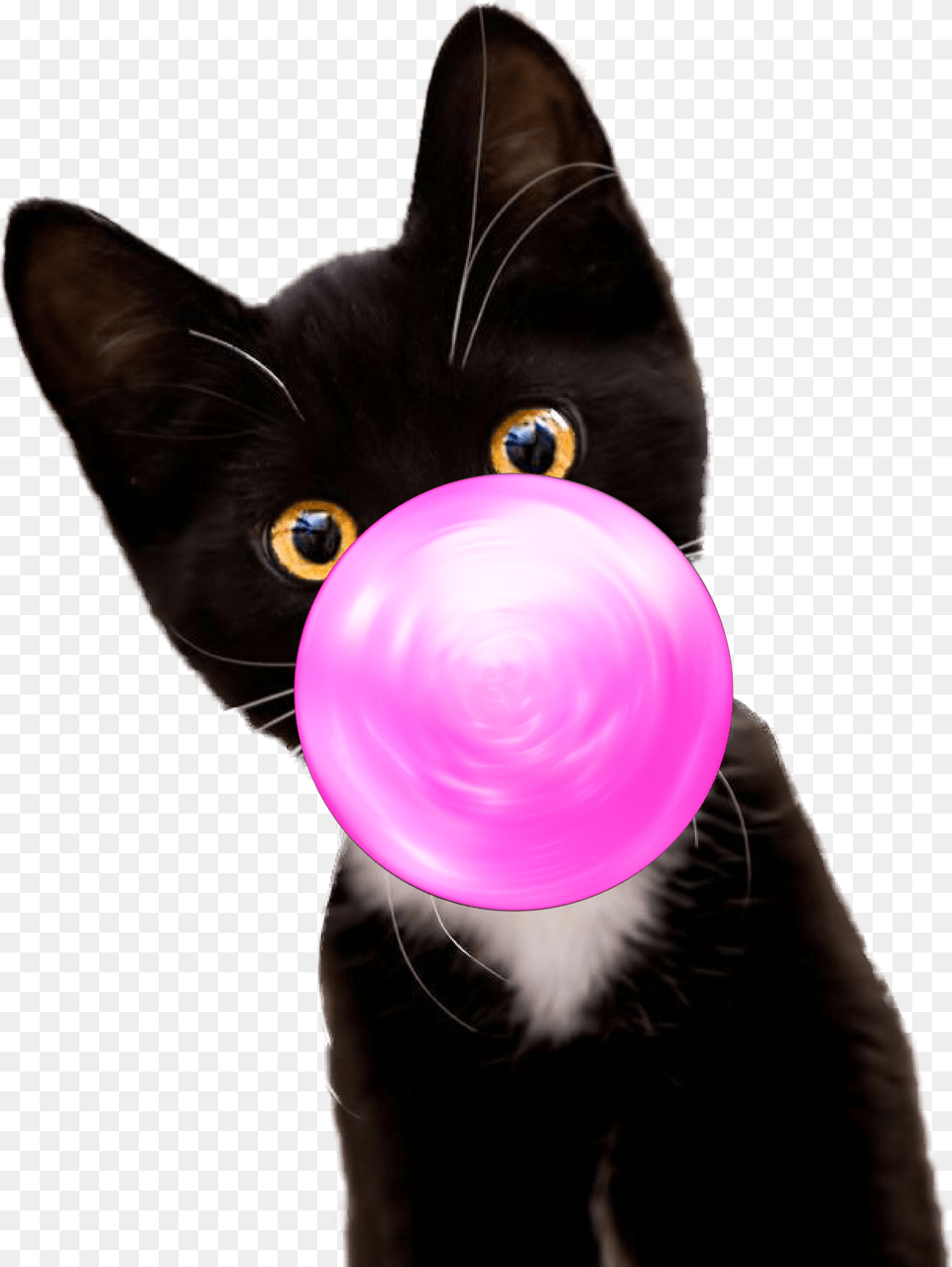 Bubble Gum Kitten Black Cat, Purple, Animal, Mammal, Pet Free Transparent Png