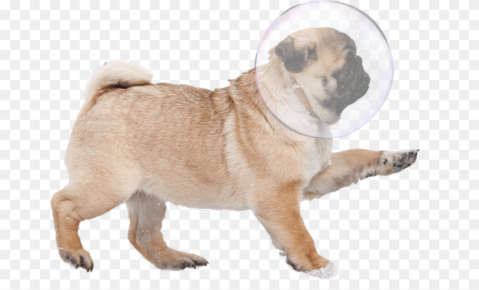 Bubbles Bubble Pug, Animal, Canine, Dog, Mammal Png Image