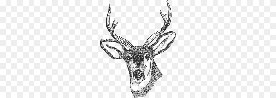 Buck Antler, Animal, Deer, Mammal Free Transparent Png