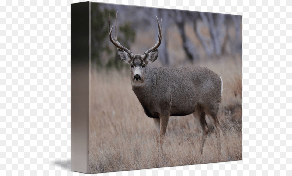 Buck By Kevin A Elk, Animal, Deer, Mammal, Wildlife Png Image