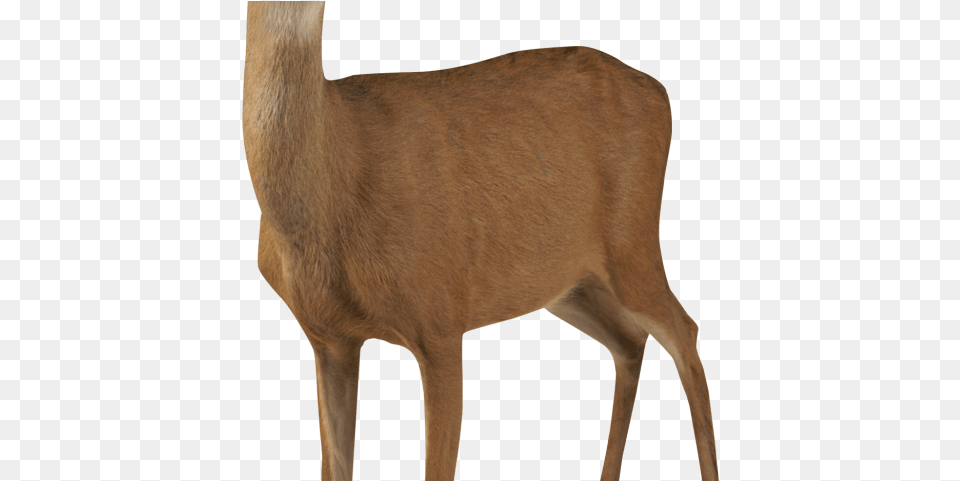 Buck Clipart Transparent Transparent Forest Animals, Animal, Deer, Mammal, Wildlife Free Png Download