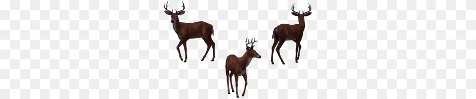 Buck Image, Animal, Antelope, Deer, Impala Png