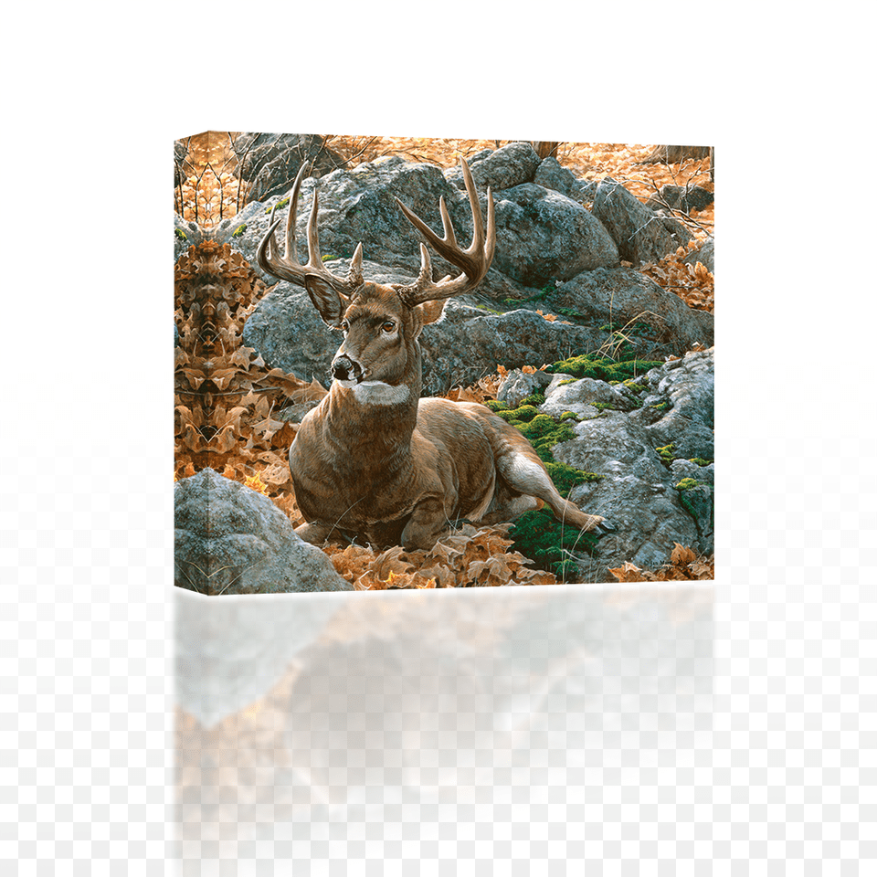 Buck Laying Down Art, Animal, Deer, Mammal, Wildlife Png Image