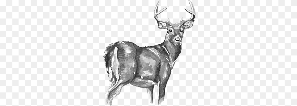 Buck Sketch, Animal, Deer, Mammal, Wildlife Free Png