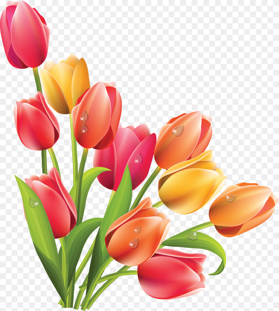 Bucket Flower Tulip Clipart Free Png