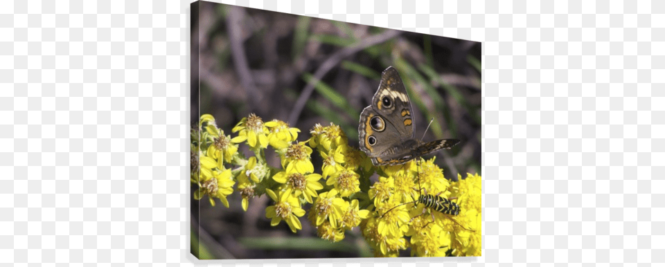Buckey And Yellow Jacket Canvas Print Yellowjacket, Pollen, Plant, Daisy, Flower Free Png Download